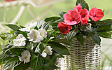 Fleißiges LieschenGundermannFunkieFuchsie